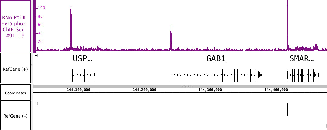 AbFlex® RNA pol II CTD phospho Ser5 antibody (rAb) - MyBio Ireland - Active Motif