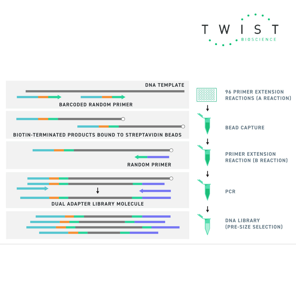 Dna Library Algorithm Twist Bioscience | Library Preparation – MyBio Ireland