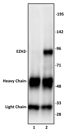 EZH2 antibody (pAb) - MyBio Ireland - Active Motif