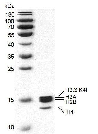 Recombinant Mononucleosomes H3.3 (K4I) - MyBio Ireland - Active Motif