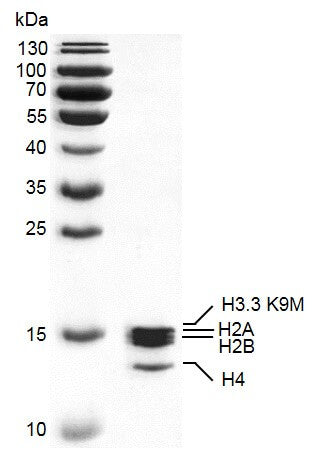 Recombinant Mononucleosomes H3.3 (K9M) - MyBio Ireland - Active Motif