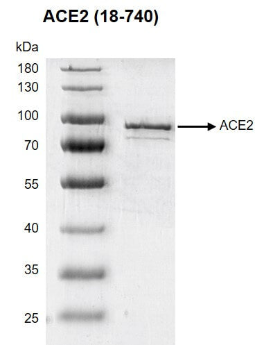 Recombinant ACE2 (18-740) protein - MyBio Ireland - Active Motif