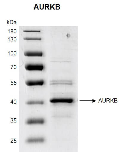 Recombinant AURKB protein - MyBio Ireland - Active Motif