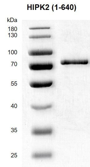 Recombinant HIPK2 (1-640) protein - MyBio Ireland - Active Motif