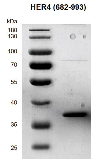 Recombinant HER4 / ErbB4 (682-993) protein - MyBio Ireland - Active Motif