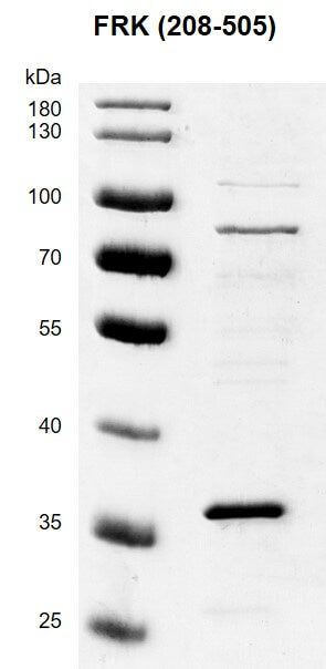 Recombinant FRK (208-505) protein - MyBio Ireland - Active Motif