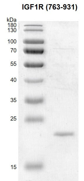 Recombinant IGF1R (763-931) protein - MyBio Ireland - Active Motif