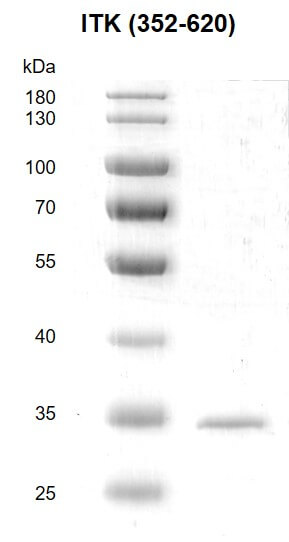 Recombinant ITK (352-620) protein - MyBio Ireland - Active Motif