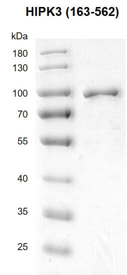 Recombinant HIPK3 (163-562) protein - MyBio Ireland - Active Motif
