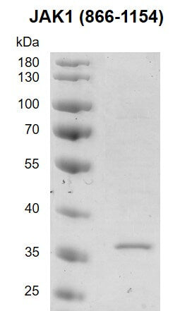 Recombinant JAK1 (866-1154) protein - MyBio Ireland - Active Motif
