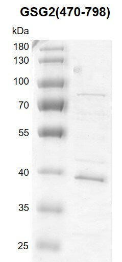 Recombinant GSG2 (470-798) protein - MyBio Ireland - Active Motif