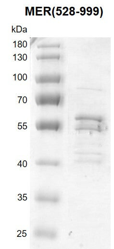 Recombinant MER (528-999) protein - MyBio Ireland - Active Motif