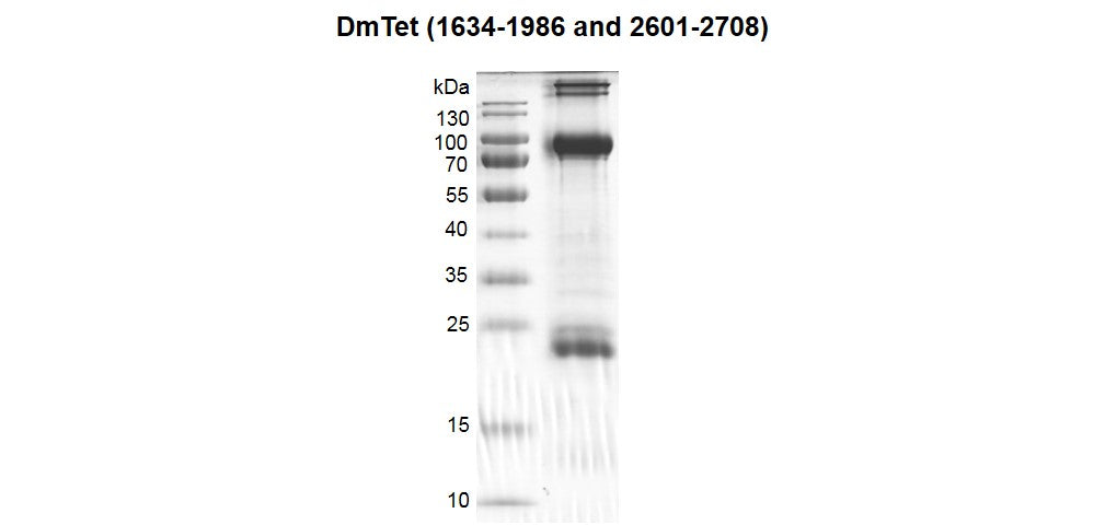 Recombinant DmTet (1634-1986, 2601-2708) protein - MyBio Ireland - Active Motif