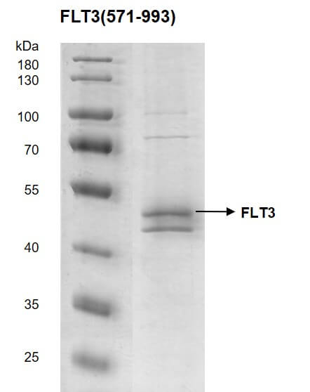 Recombinant FLT3 (571-993) protein - MyBio Ireland - Active Motif