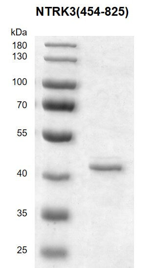 Recombinant NTRK3 (454-825) protein - MyBio Ireland - Active Motif