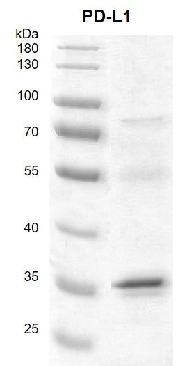 Recombinant PD-L1 / CD274 (19-239) protein - MyBio Ireland - Active Motif