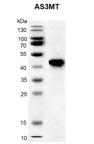 Recombinant AS3MT protein - MyBio Ireland - Active Motif