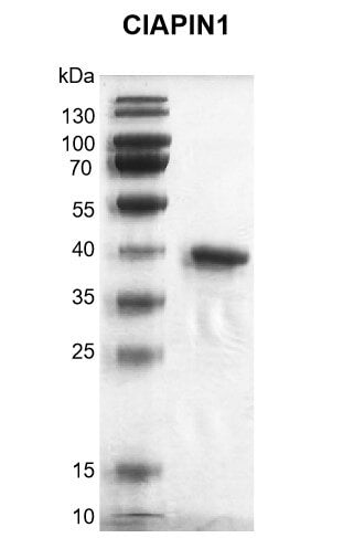 Recombinant CIAPIN1 protein - MyBio Ireland - Active Motif