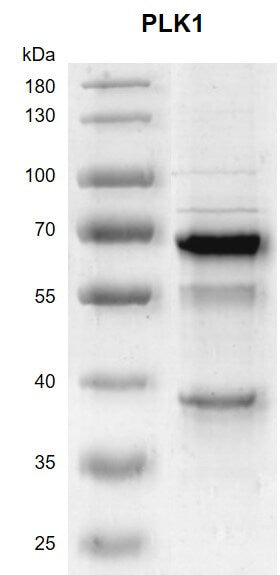 Recombinant PLK1 protein - MyBio Ireland - Active Motif