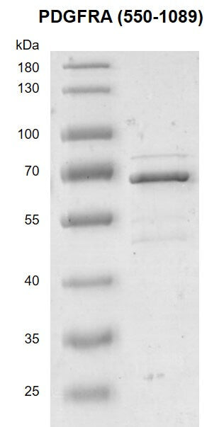 Recombinant PDGFRA (550-1089) protein - MyBio Ireland - Active Motif