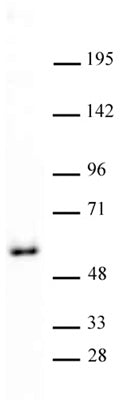 GATA-4 antibody (pAb) - MyBio Ireland - Active Motif