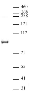 NCoA4 / ELE1 antibody (pAb), sample - MyBio Ireland - Active Motif