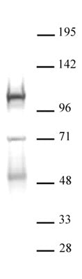 DNMT3B antibody (pAb) - MyBio Ireland - Active Motif