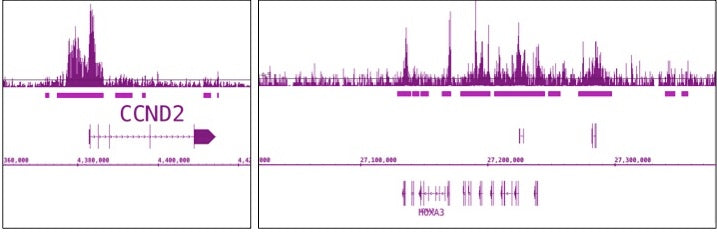 EZH2 antibody (pAb), sample - MyBio Ireland - Active Motif