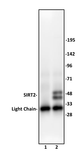SIRT2 antibody (pAb), sample - MyBio Ireland - Active Motif