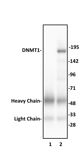 DNMT1 antibody (pAb), sample - MyBio Ireland - Active Motif