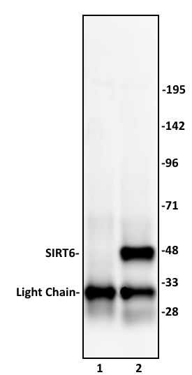 SIRT6 antibody (pAb), sample - MyBio Ireland - Active Motif