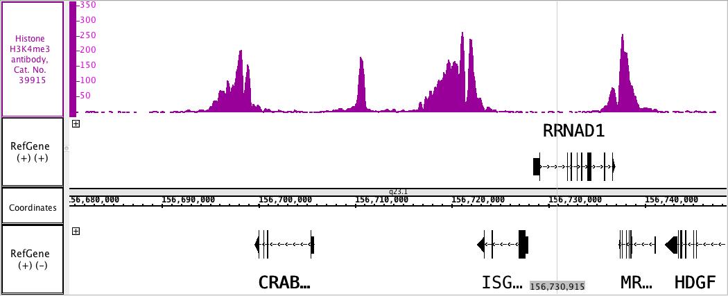 Histone H3K4me3 antibody (pAb), sample - MyBio Ireland - Active Motif