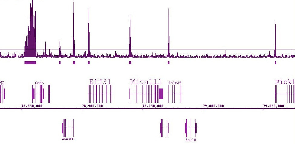 Histone H3K9ac antibody (pAb), sample - MyBio Ireland - Active Motif