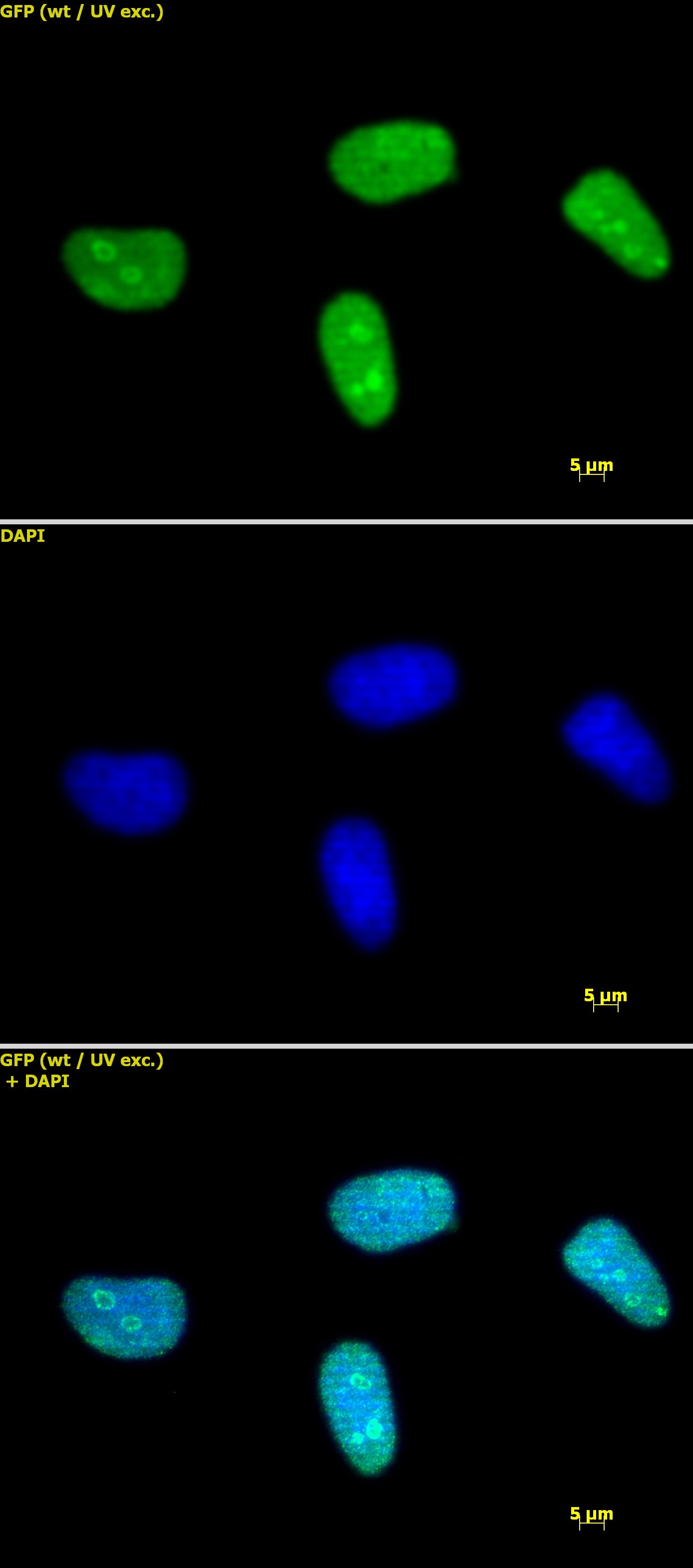Histone H3K27me2 antibody (pAb) - MyBio Ireland - Active Motif