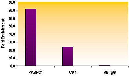 Histone H3K79me1 antibody (pAb) - MyBio Ireland - Active Motif