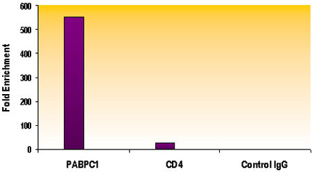 Histone H3K79me2 antibody (pAb) - MyBio Ireland - Active Motif