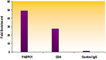 Histone H4K12ac antibody (pAb) - MyBio Ireland - Active Motif