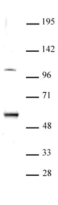 ELP3 antibody (pAb), sample - MyBio Ireland - Active Motif