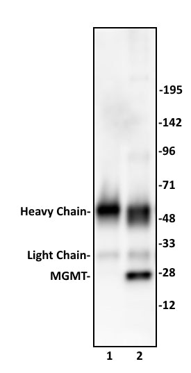 MGMT antibody (pAb) - MyBio Ireland - Active Motif