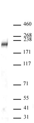 DOT1L antibody (pAb), sample - MyBio Ireland - Active Motif