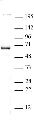 CoREST antibody (pAb), sample - MyBio Ireland - Active Motif