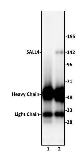 SALL4 antibody (pAb), sample - MyBio Ireland - Active Motif