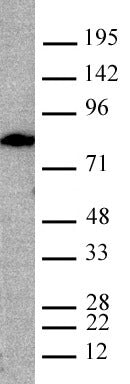 Lamin A, mature antibody (mAb) - MyBio Ireland - Active Motif