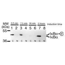 IκBα antibody (mAb) - MyBio Ireland - Active Motif