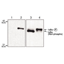 IκBα phospho Ser32,36 antibody (mAb) - MyBio Ireland - Active Motif