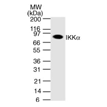 IKKα antibody (mAb) - MyBio Ireland - Active Motif