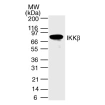 IKKβ antibody (mAb) - MyBio Ireland - Active Motif