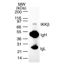 IKKb antibody (mAb) (Clone 10A9B6) - MyBio Ireland - Active Motif
