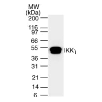 IKKγ antibody (mAb) - MyBio Ireland - Active Motif