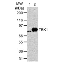 TBK1 antibody (mAb) - MyBio Ireland - Active Motif